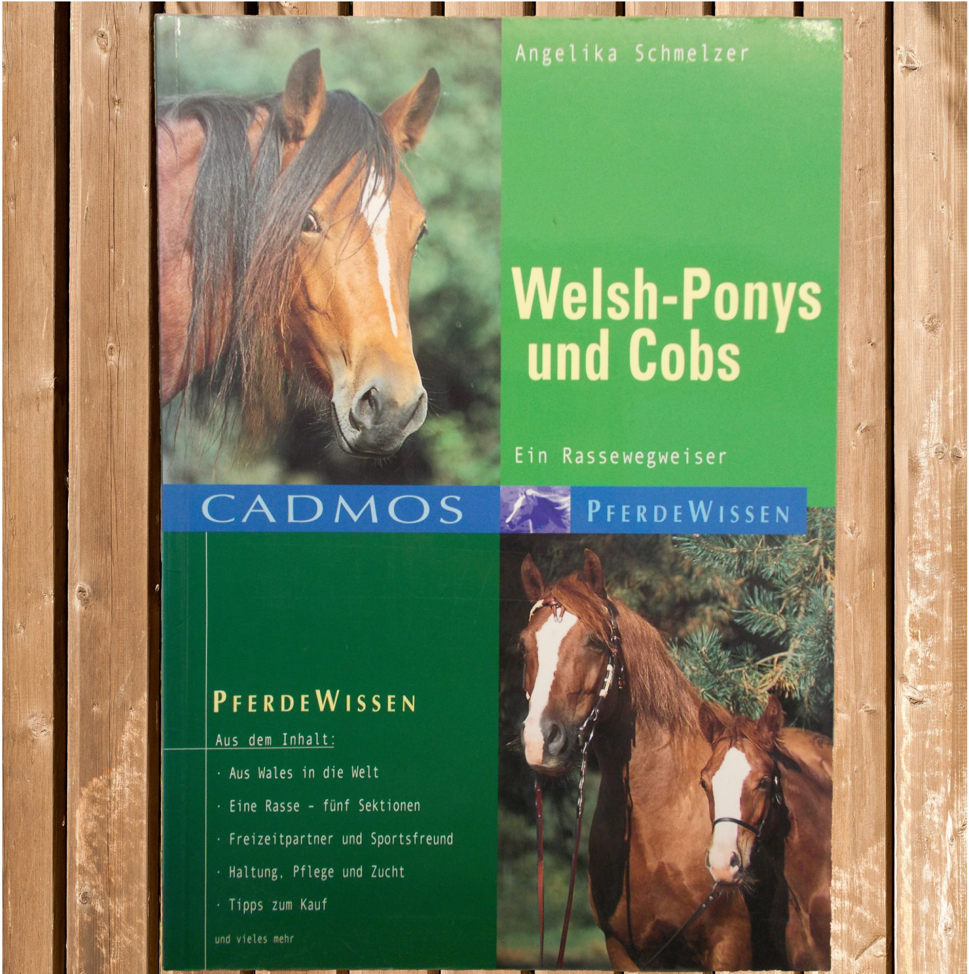 Welsh-Ponys und Cobs - Das vielseitige Familienpferd